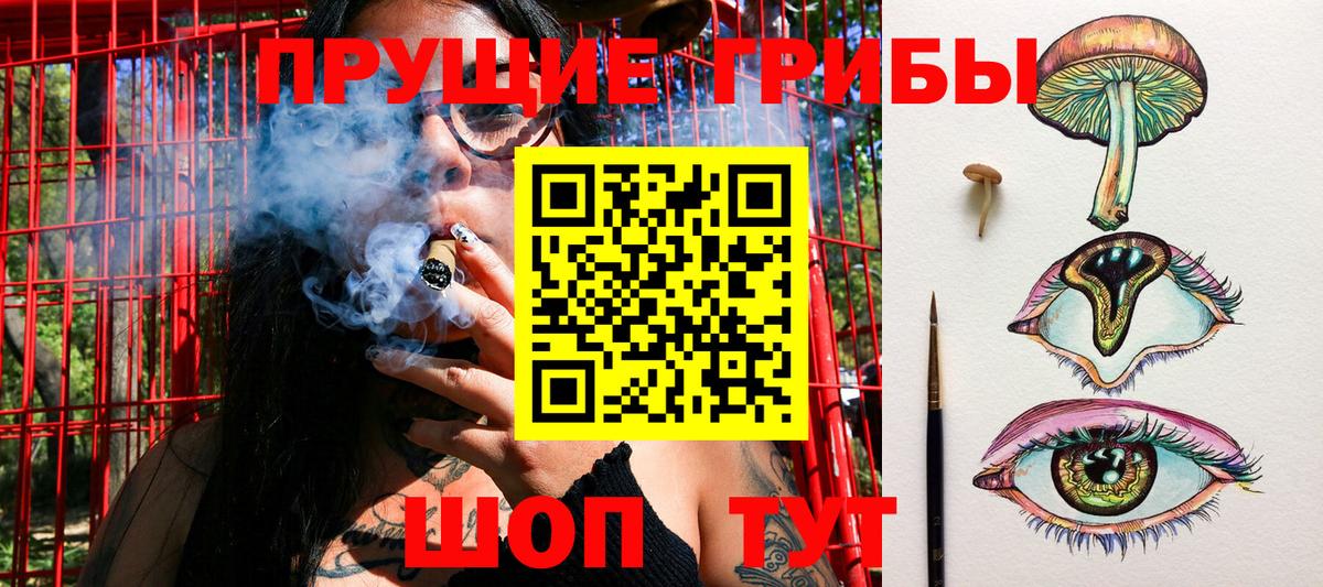 Бердск  Псилоцибиновые грибы Cubensis  Вход с VPN 